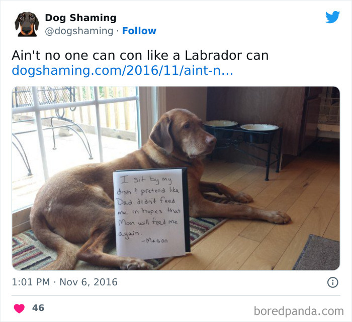 Funny-Dog-Shaming-Pics