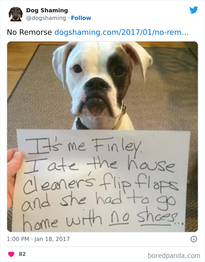 Funny-Dog-Shaming-Pics