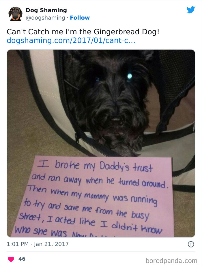 Funny-Dog-Shaming-Pics