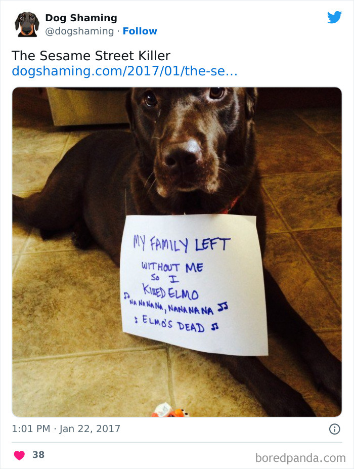 Funny-Dog-Shaming-Pics