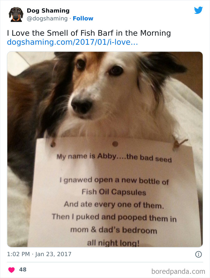 Funny-Dog-Shaming-Pics