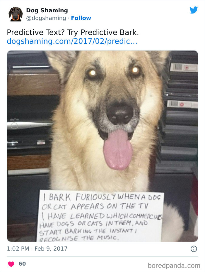 Funny-Dog-Shaming-Pics