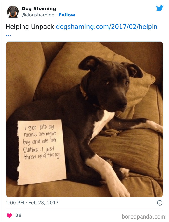 Funny-Dog-Shaming-Pics