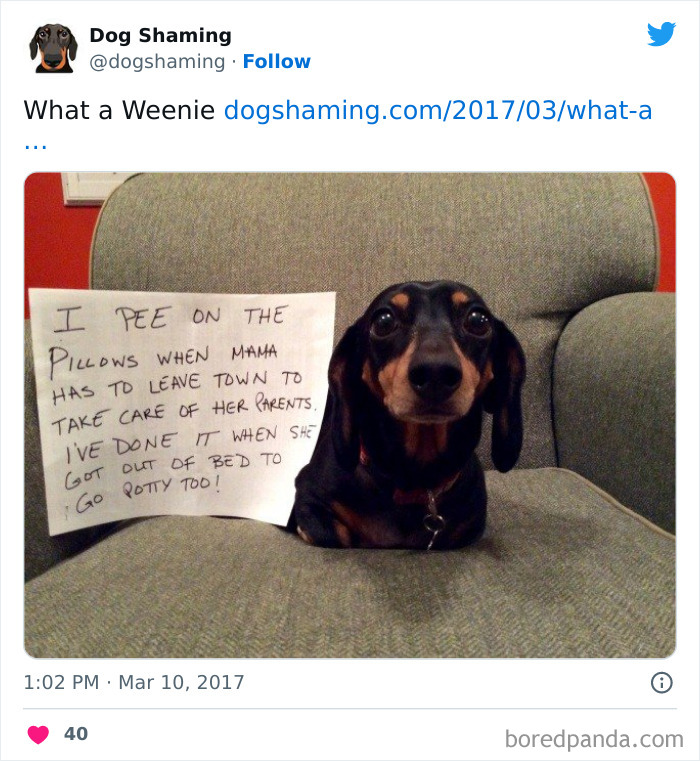 Funny-Dog-Shaming-Pics