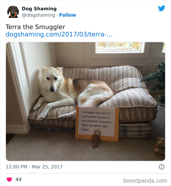 Funny-Dog-Shaming-Pics