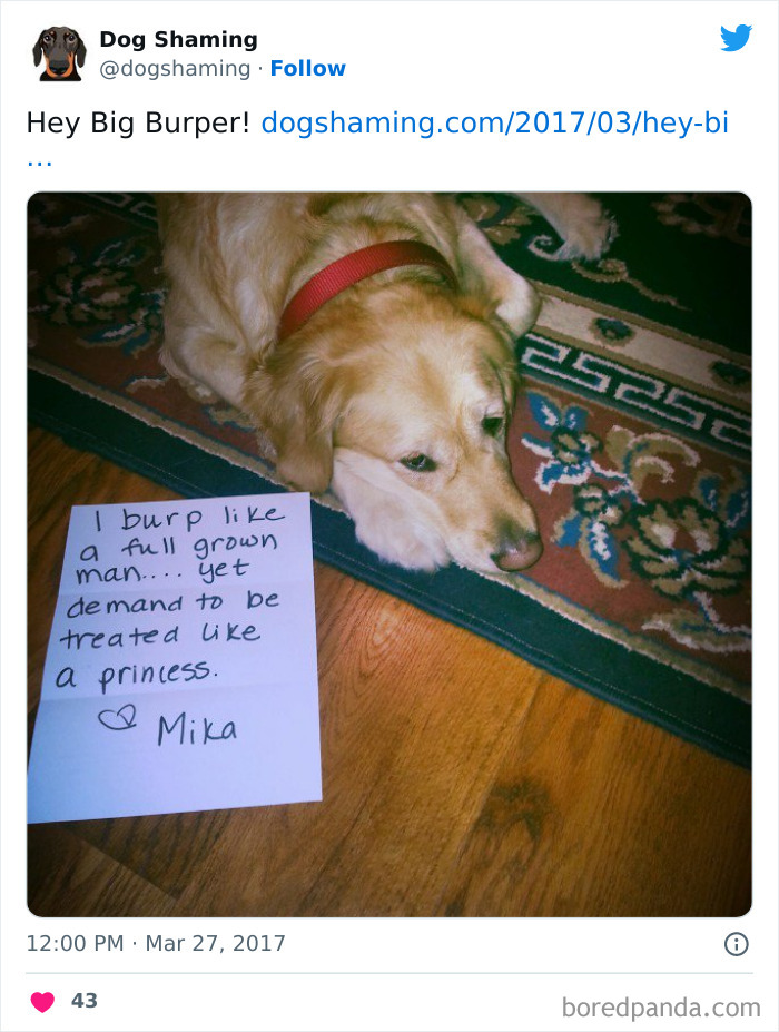 Funny-Dog-Shaming-Pics