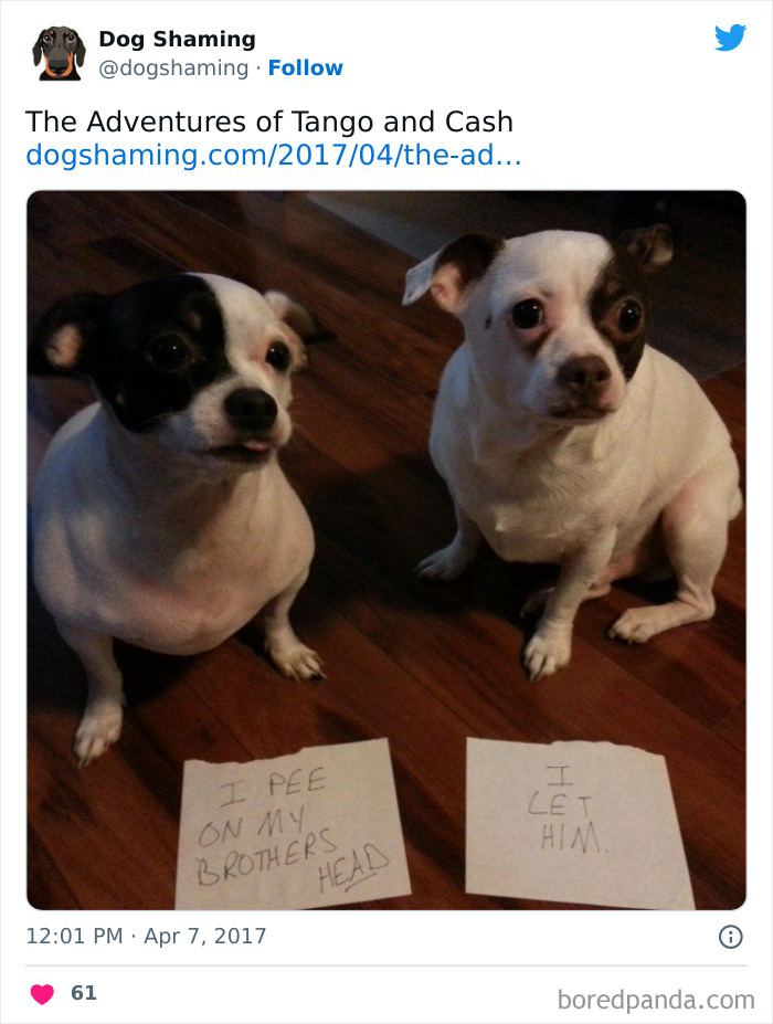 Funny-Dog-Shaming-Pics