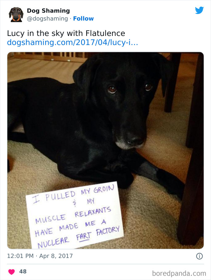 Funny-Dog-Shaming-Pics