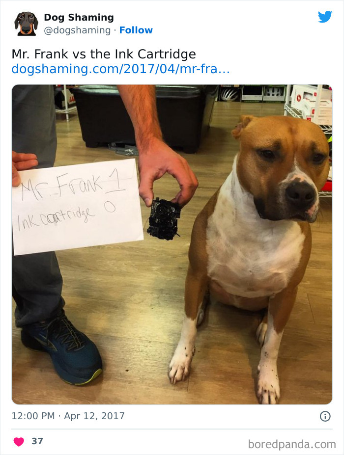 Funny-Dog-Shaming-Pics