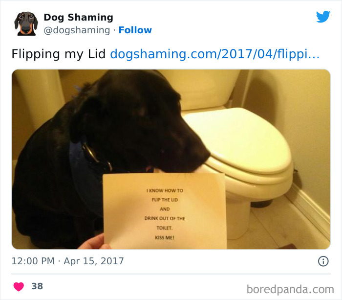 Funny-Dog-Shaming-Pics