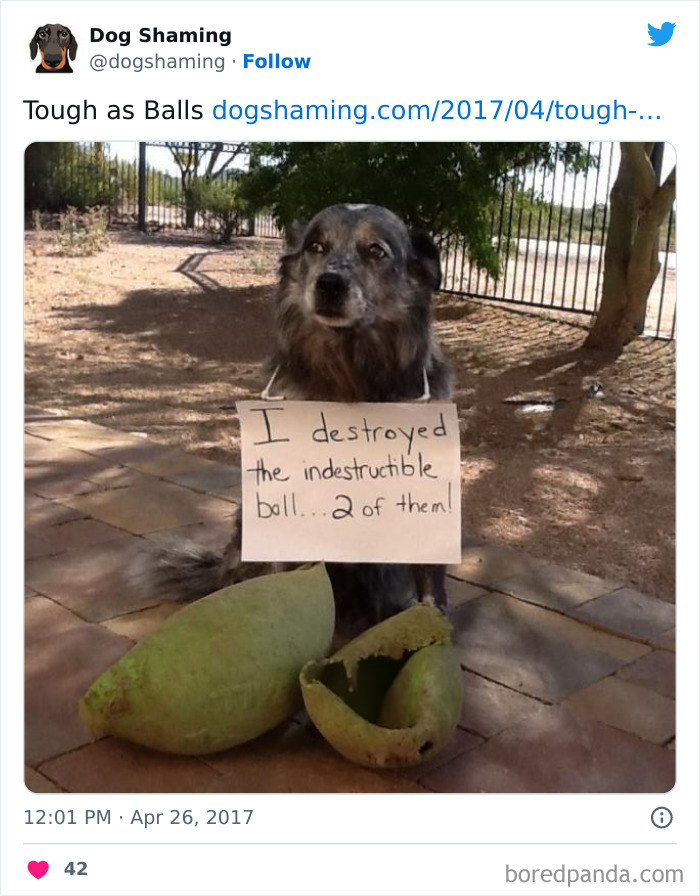 Funny-Dog-Shaming-Pics