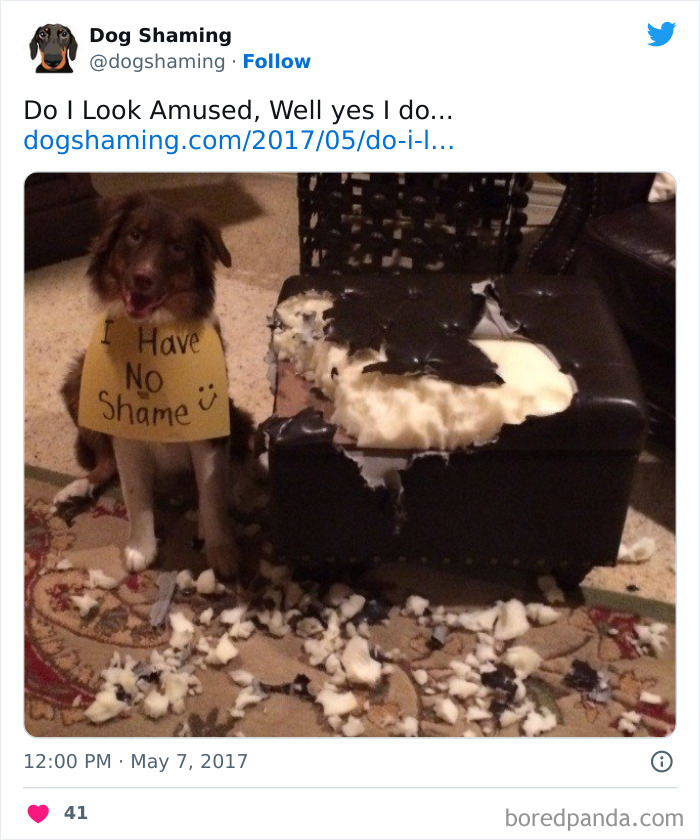 Funny-Dog-Shaming-Pics