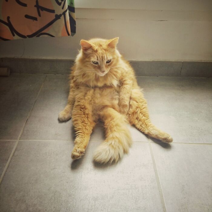Rouky Thé Orange Cat