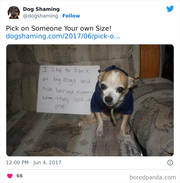 Funny-Dog-Shaming-Pics