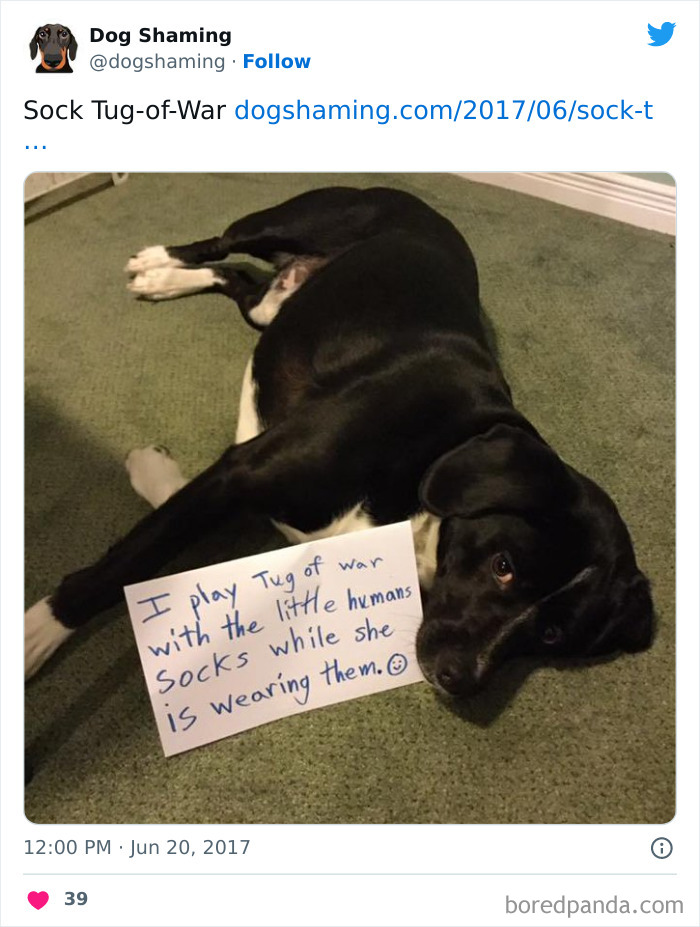 Funny-Dog-Shaming-Pics