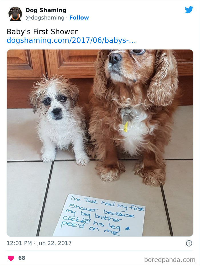 Funny-Dog-Shaming-Pics