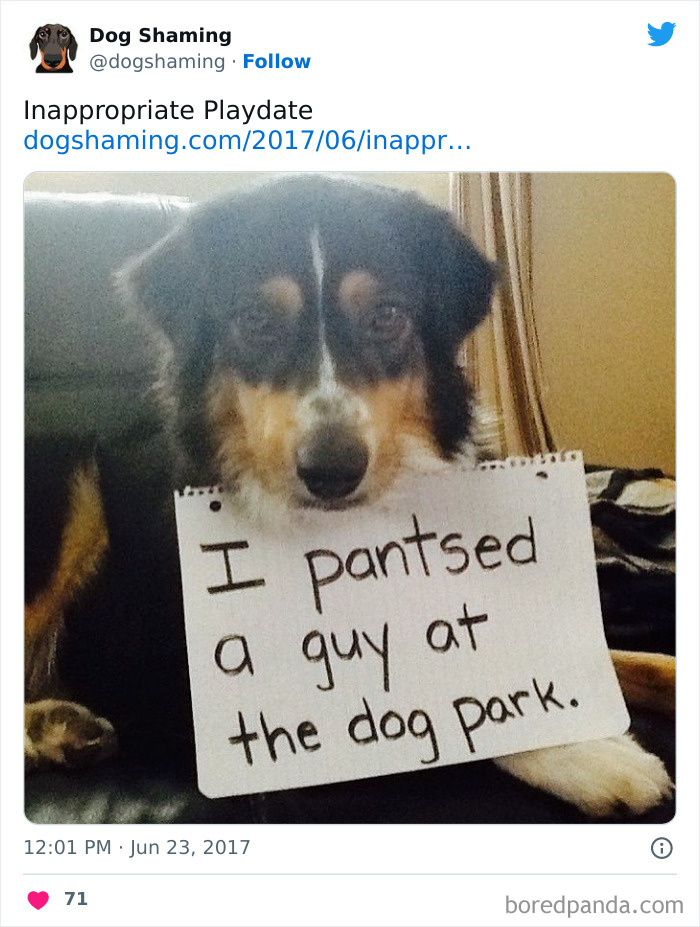 Funny-Dog-Shaming-Pics