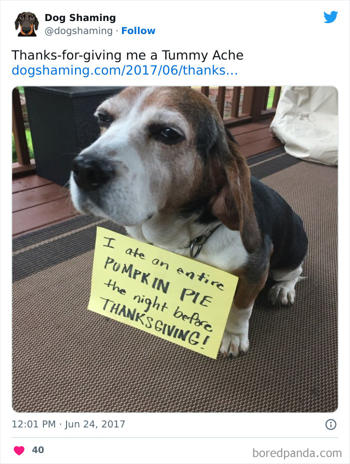 Funny-Dog-Shaming-Pics