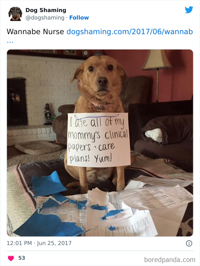 Funny-Dog-Shaming-Pics