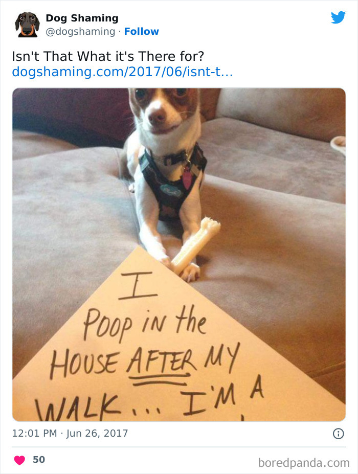 Funny-Dog-Shaming-Pics