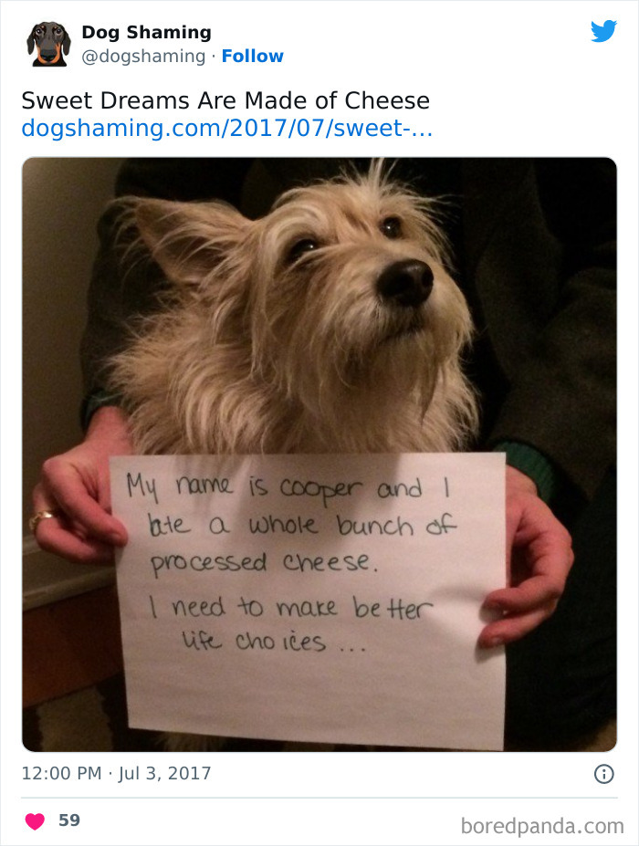 Funny-Dog-Shaming-Pics