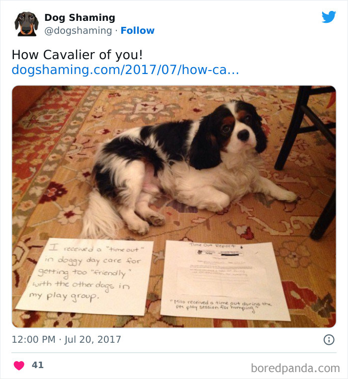 Funny-Dog-Shaming-Pics