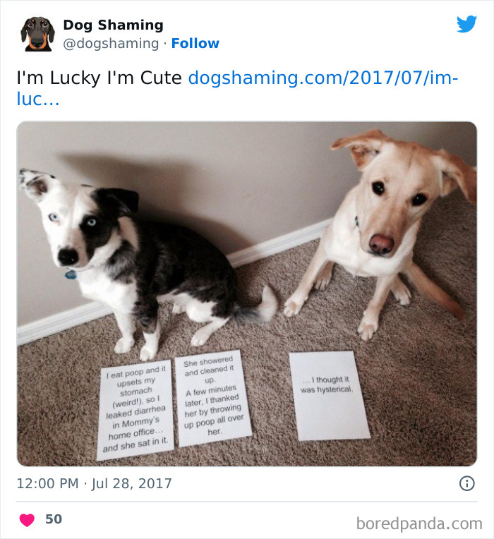 Funny-Dog-Shaming-Pics