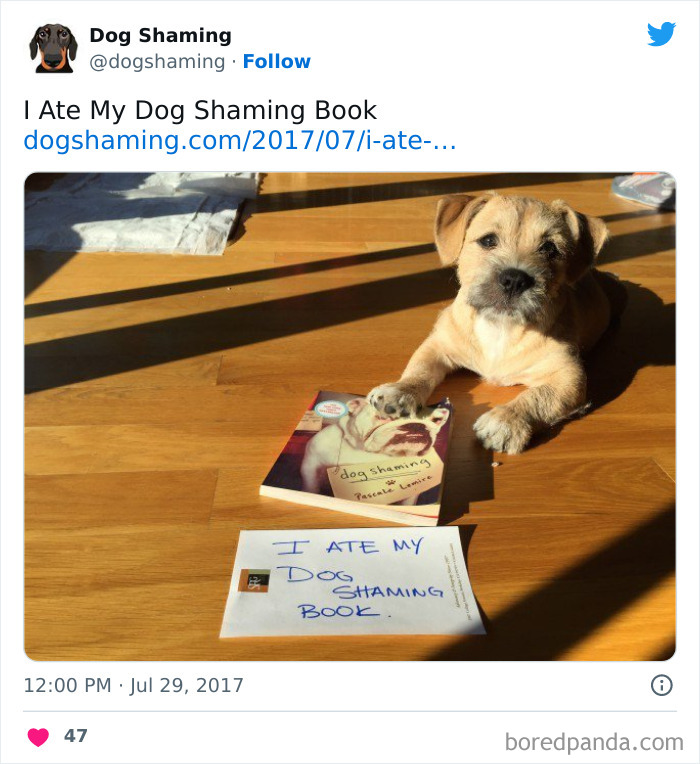 Funny-Dog-Shaming-Pics