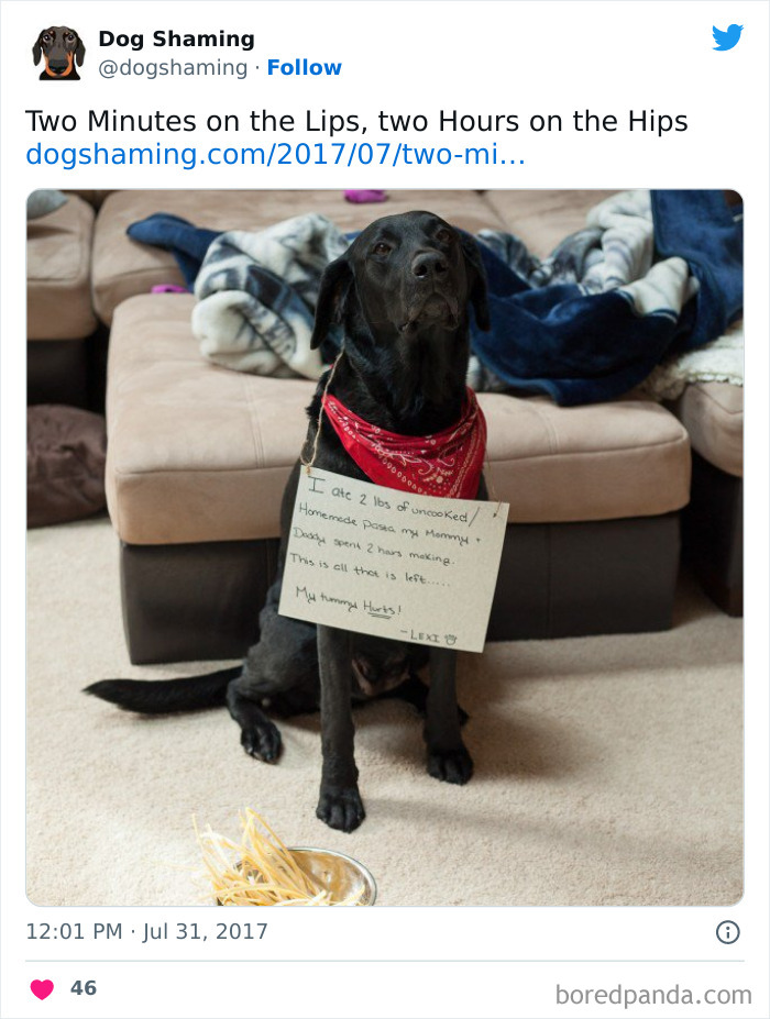 Funny-Dog-Shaming-Pics