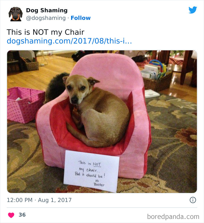 Funny-Dog-Shaming-Pics