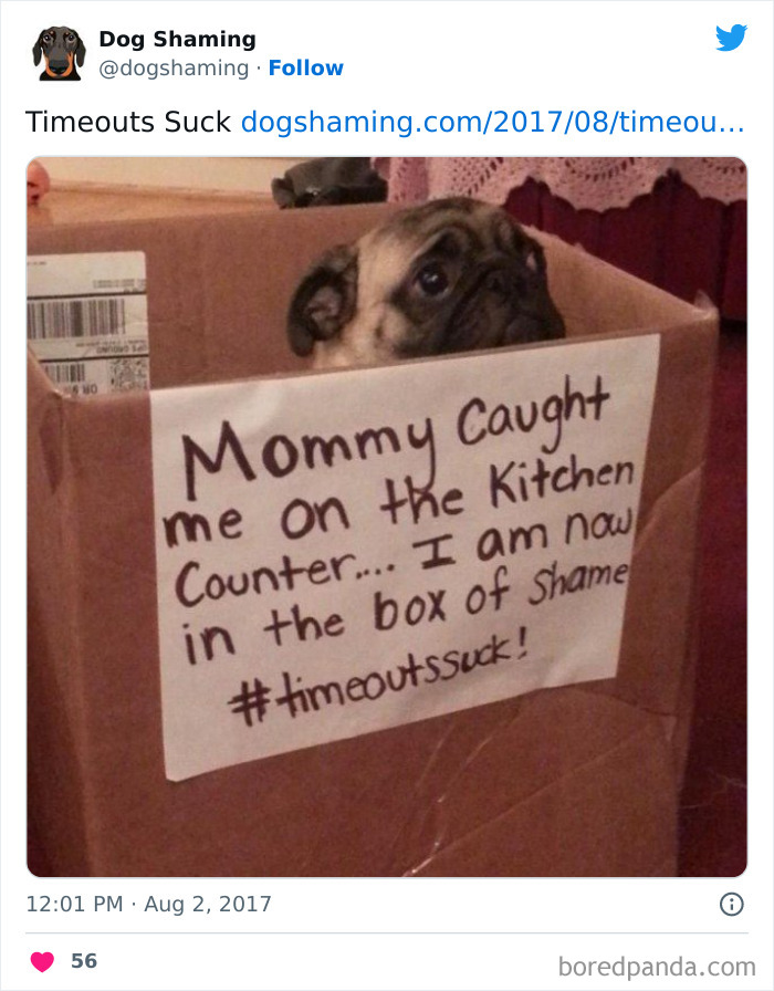 Funny-Dog-Shaming-Pics