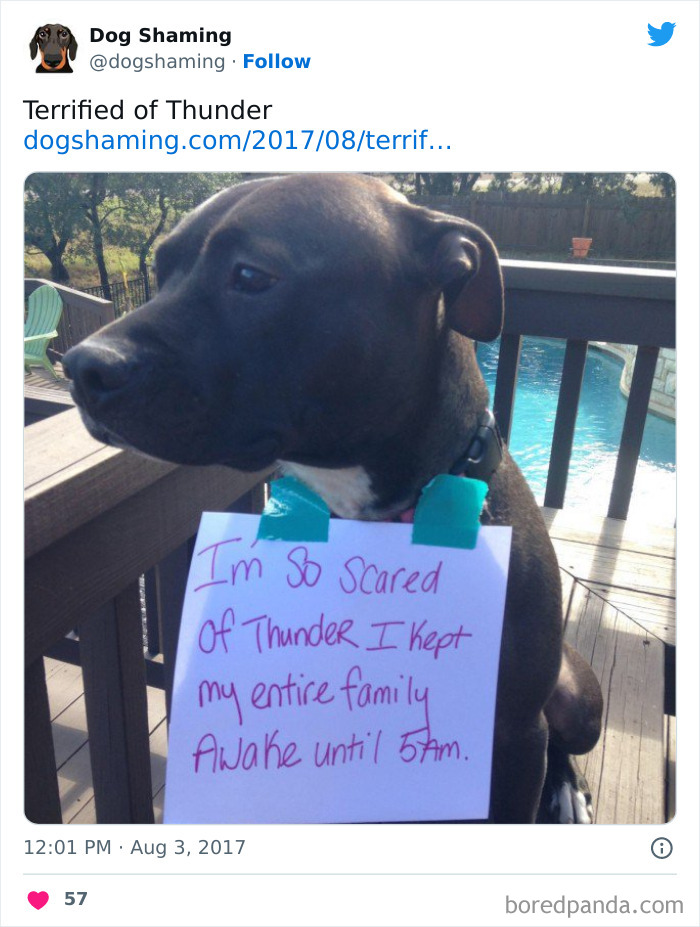 Funny-Dog-Shaming-Pics