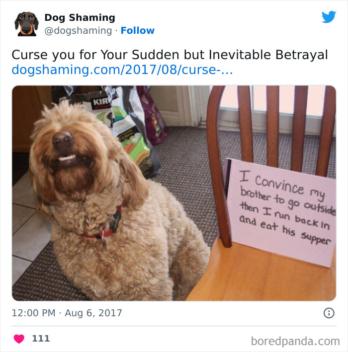 Funny-Dog-Shaming-Pics