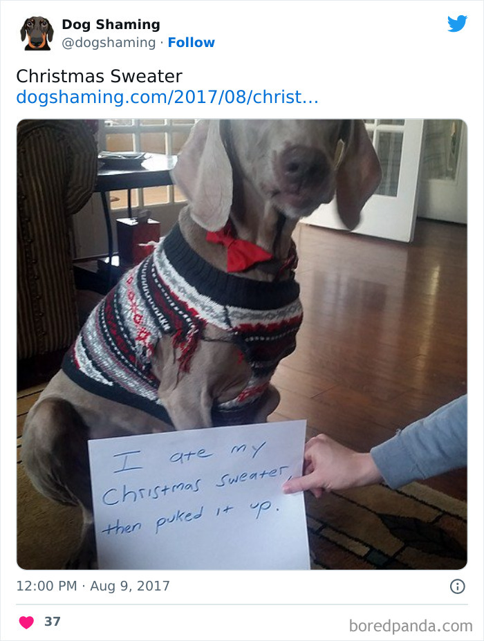 Funny-Dog-Shaming-Pics