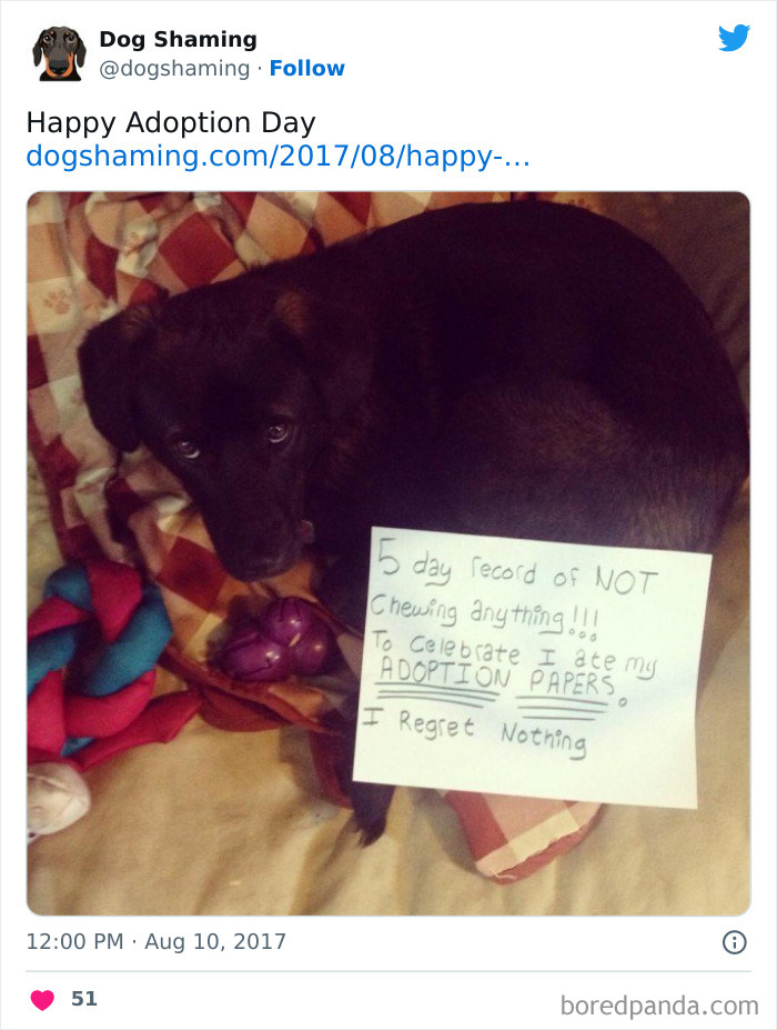 Funny-Dog-Shaming-Pics