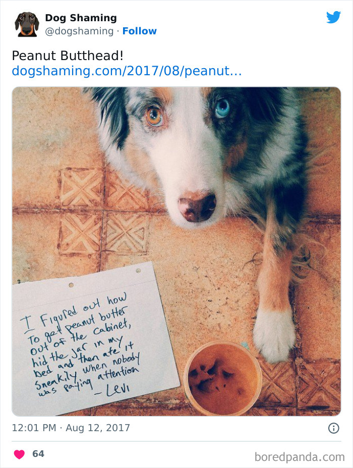 Funny-Dog-Shaming-Pics