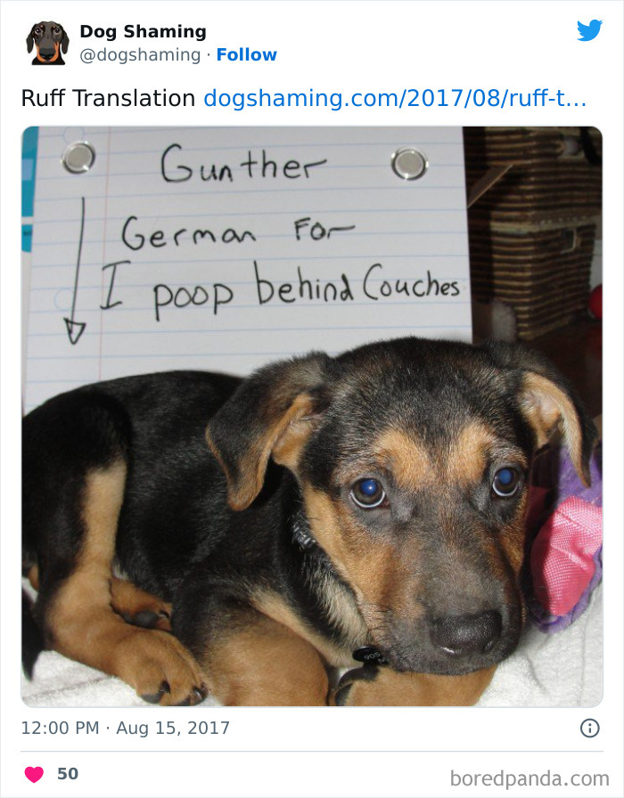 Funny-Dog-Shaming-Pics