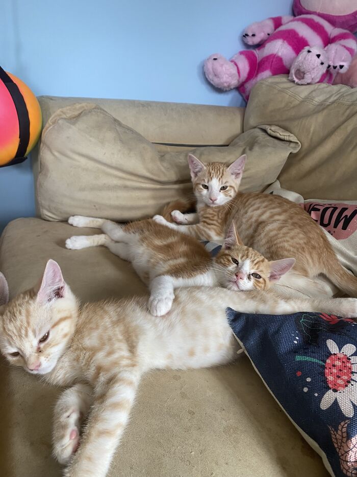 Our 2022 Foster Kittens: Huey, Dewey And Louie
