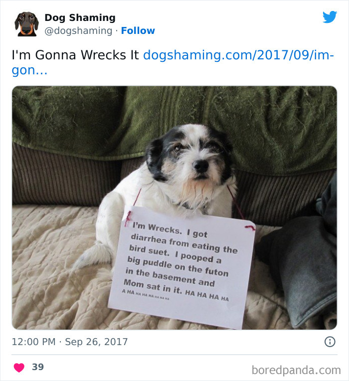 Funny-Dog-Shaming-Pics