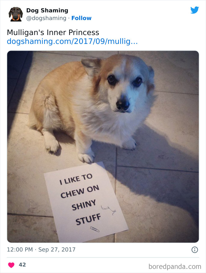 Funny-Dog-Shaming-Pics