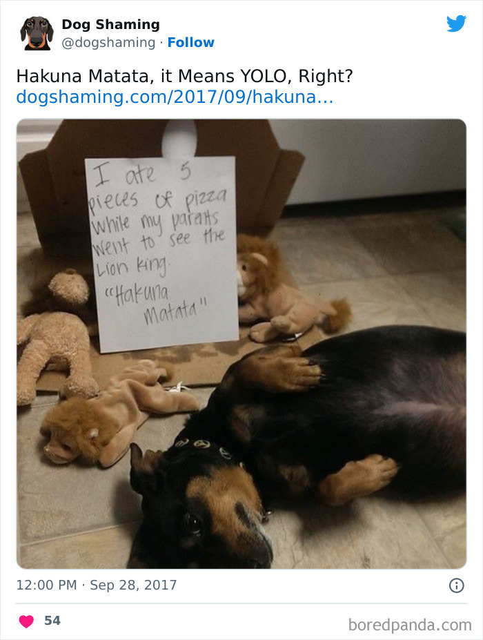 Funny-Dog-Shaming-Pics