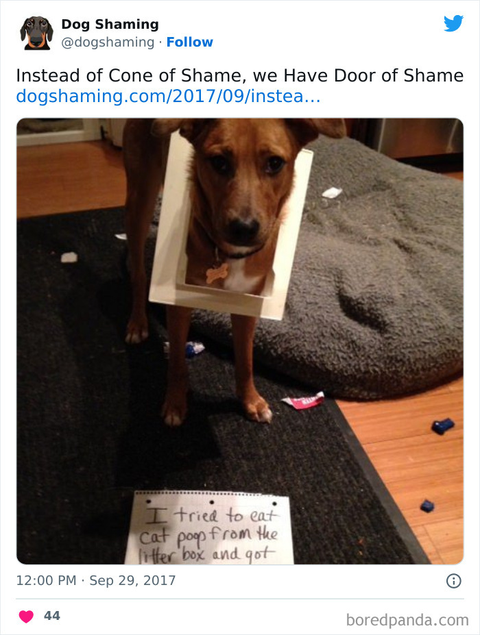 Funny-Dog-Shaming-Pics