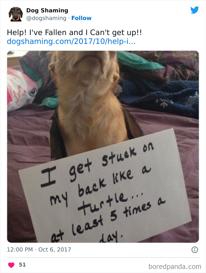 Funny-Dog-Shaming-Pics