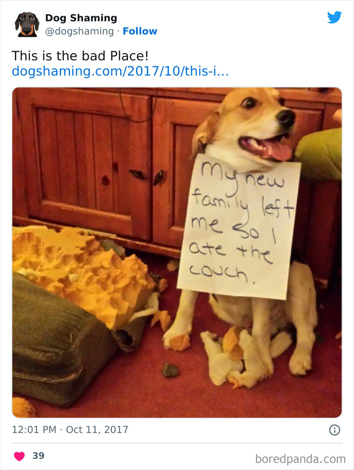 Funny-Dog-Shaming-Pics