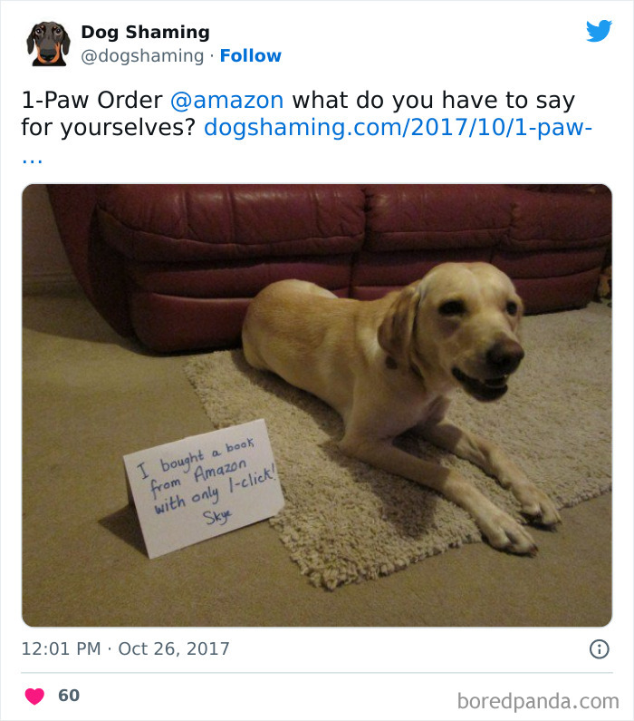 Funny-Dog-Shaming-Pics