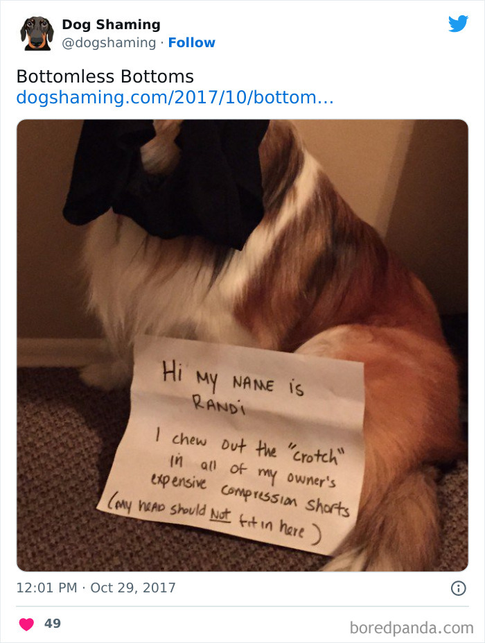 Funny-Dog-Shaming-Pics