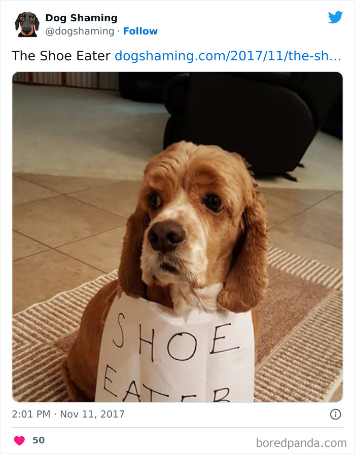 Funny-Dog-Shaming-Pics