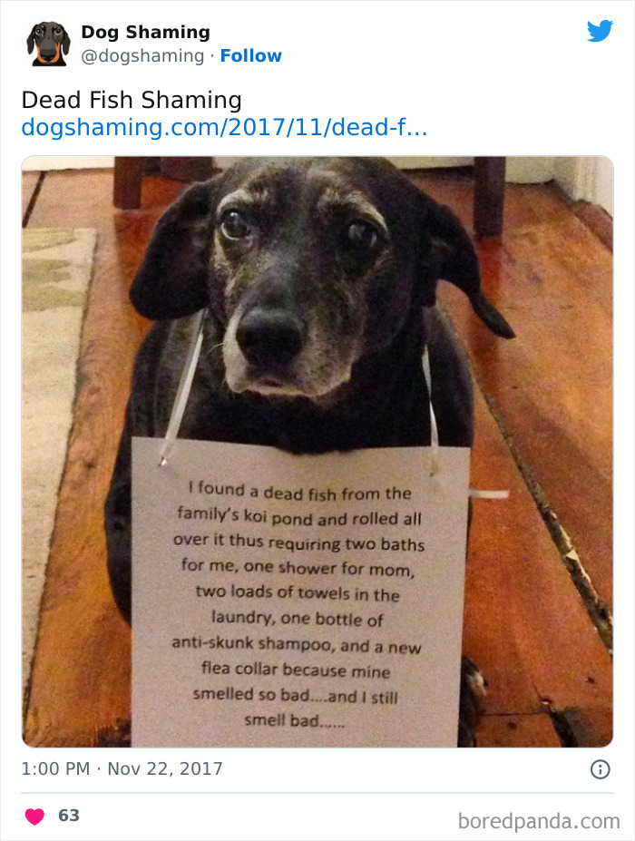 Funny-Dog-Shaming-Pics