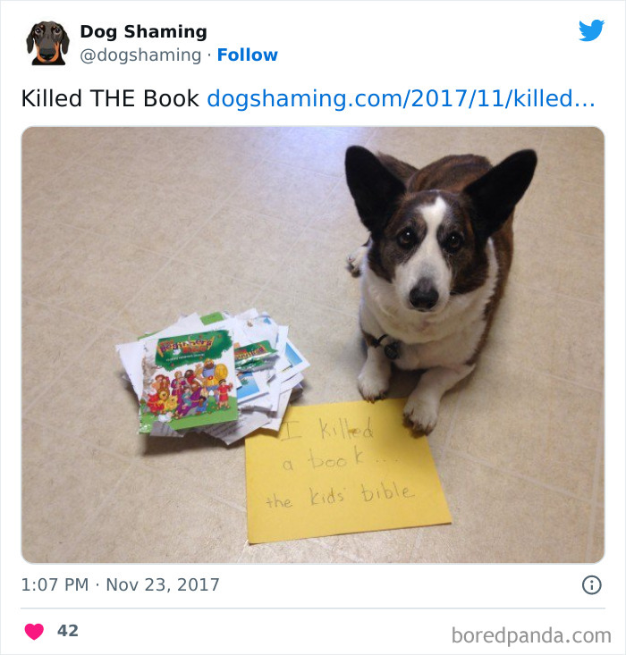 Funny-Dog-Shaming-Pics