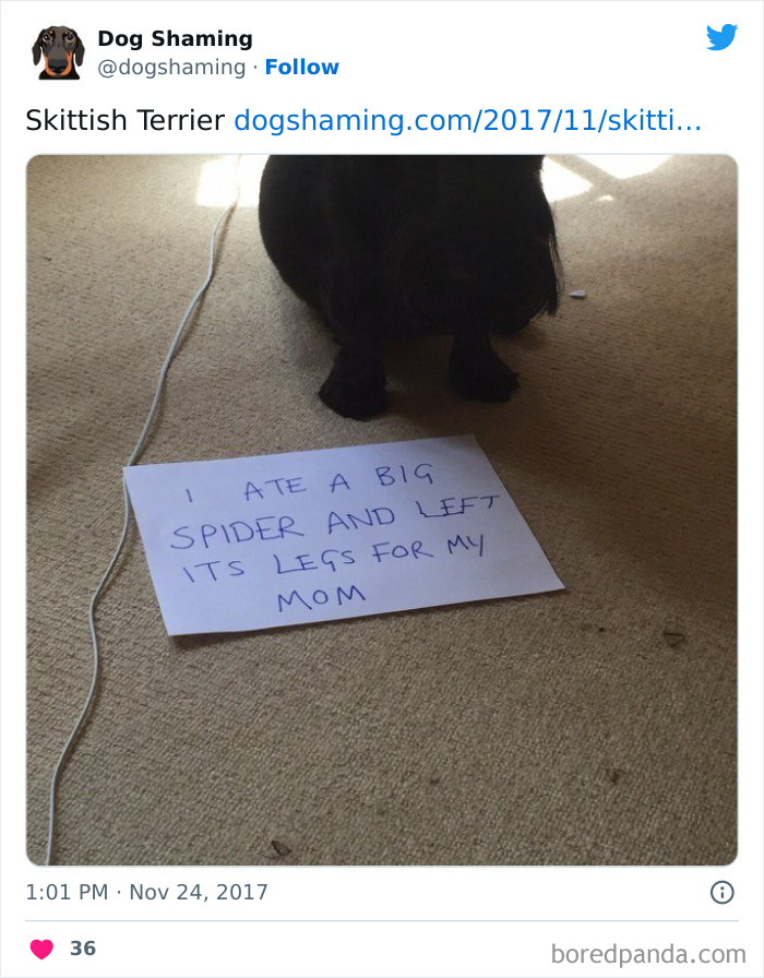 Funny-Dog-Shaming-Pics